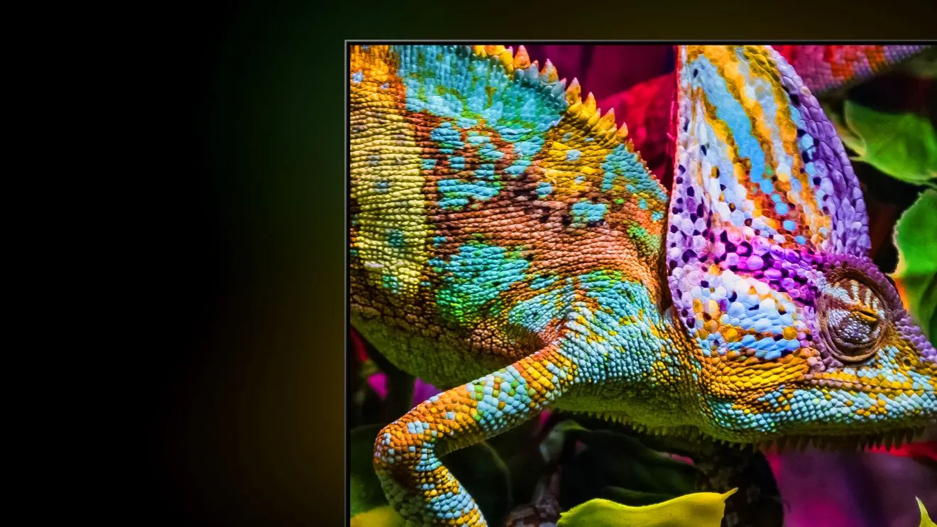 Colourful chameleon on Hisense TV Colourful chameleon on Hisense TV