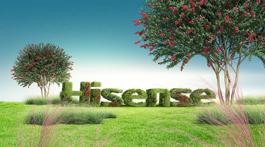 it-hisense-green-900x500.webp